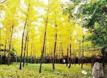 河南最好的红叶银杏叶在哪 (深秋河南哪里可以看银杏)
