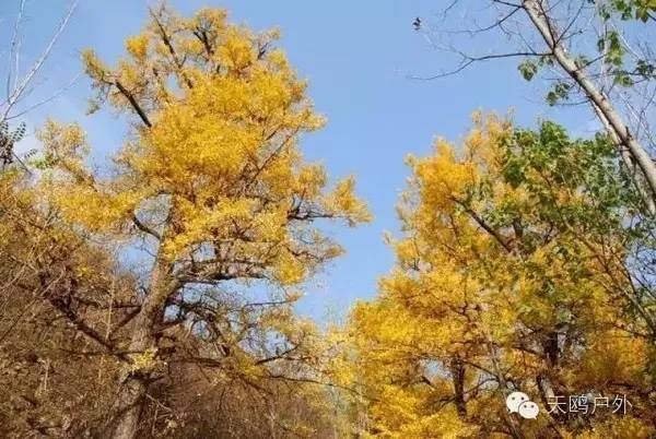 河南最好的红叶银杏叶在哪 (深秋河南哪里可以看银杏)