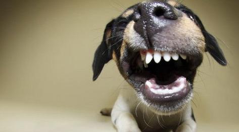 猫咪跟狗狗的生理小知识