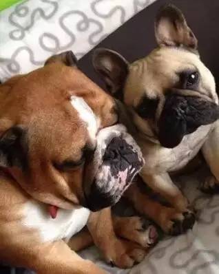 一梦谈狗:这些都不知道,别告诉我你喜欢英国斗牛犬……