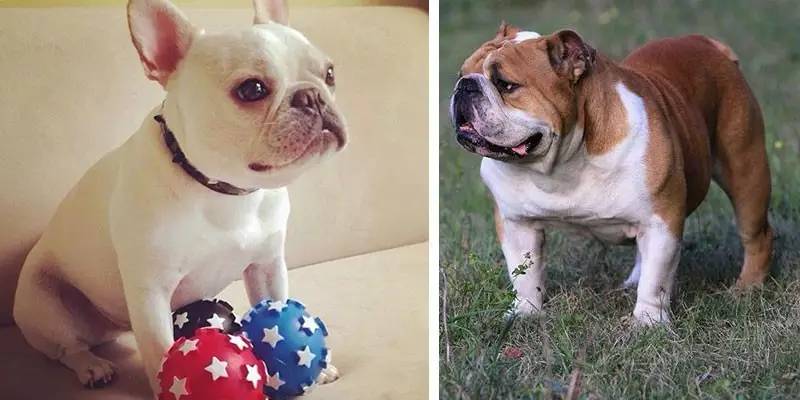 一梦谈狗:这些都不知道,别告诉我你喜欢英国斗牛犬……