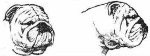 一梦谈狗:这些都不知道,别告诉我你喜欢英国斗牛犬……