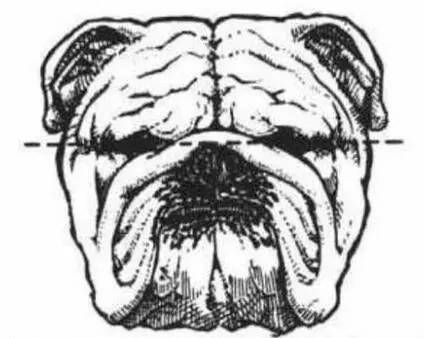 一梦谈狗:这些都不知道,别告诉我你喜欢英国斗牛犬……