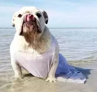 一梦谈狗:这些都不知道,别告诉我你喜欢英国斗牛犬……