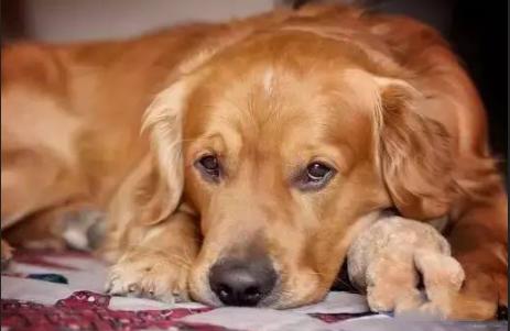 金毛老了眼睛也老,金毛老了以后有哪些疾病