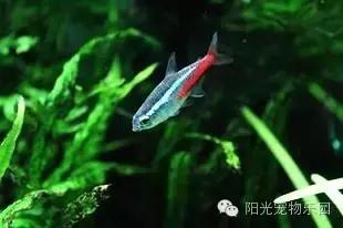 热带鱼缸混养小型鱼最佳搭配,鱼龟共养的小型鱼缸