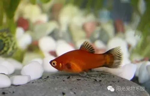 热带鱼缸混养小型鱼最佳搭配,鱼龟共养的小型鱼缸