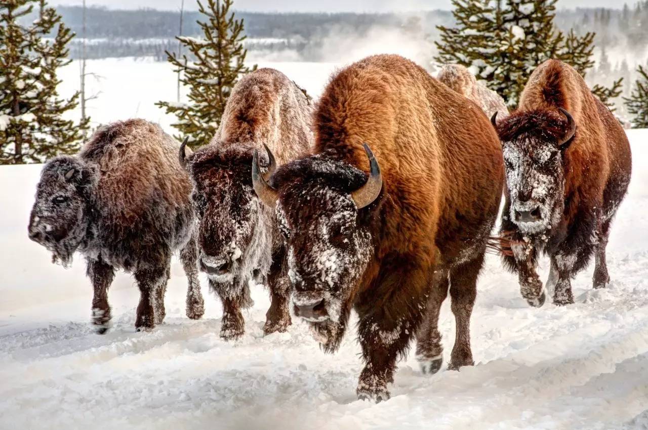 美洲野牛是第几名,美洲野牛算什么档次
