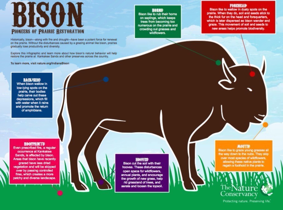 美洲野牛是第几名,美洲野牛算什么档次