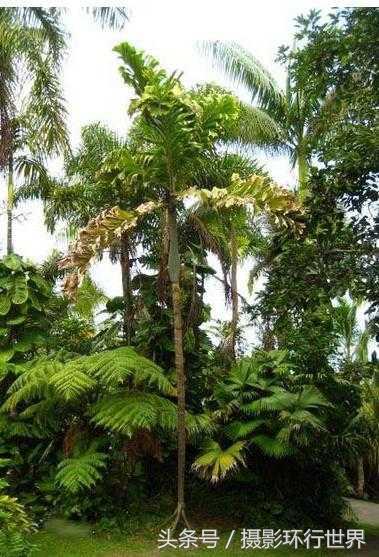 会行走的棕榈树走路视频,棕榈树一般能长到几米