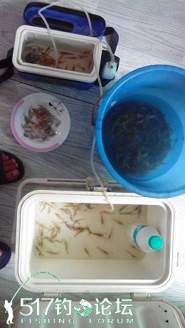 钓鱼钩虾的正确方法图解,手竿钓鳜鱼用虾子要用铅坠吗