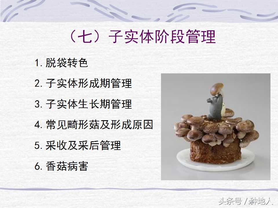 香菇栽培实用技术教案,屋顶香菇栽培