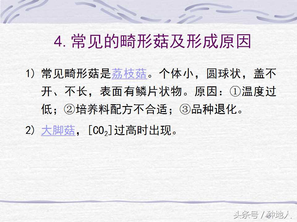 香菇栽培实用技术教案,屋顶香菇栽培