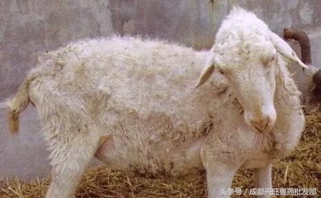 小羊发烧,小羊发烧是什么症状