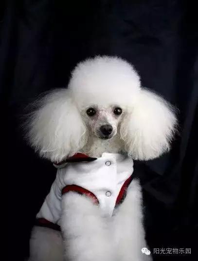 养全部宠物狗,适合在家养的狗狗还不掉毛