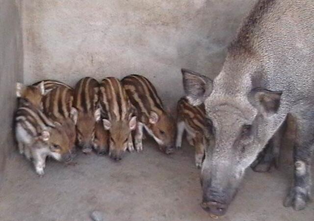野猪这么好养为什么不养野猪,养野猪风险大不大
