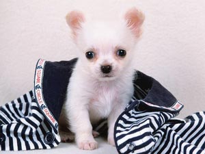 刚满月的狗狗怎么训,一个月狗狗饲养注意事项