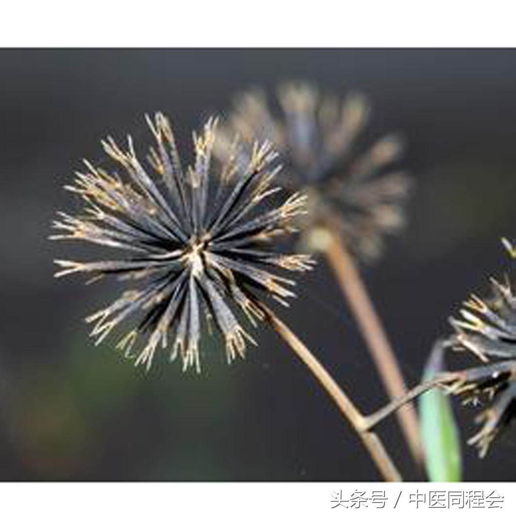 万圣节|看中医怎么与“鬼”混