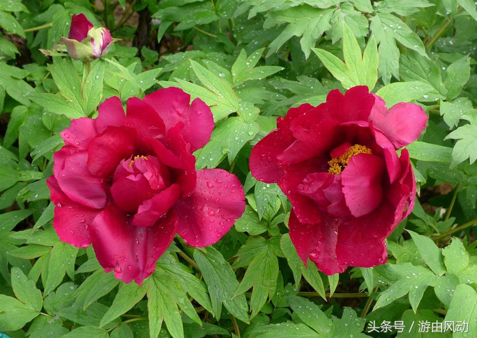 洛阳国际牡丹园门票,洛阳国际牡丹园图