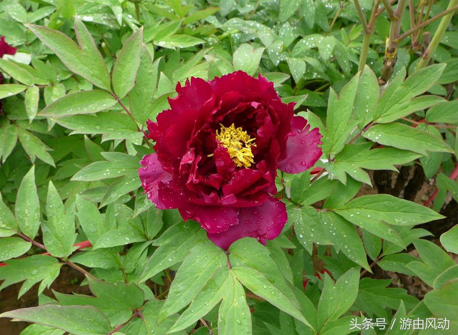 洛阳国际牡丹园门票,洛阳国际牡丹园图