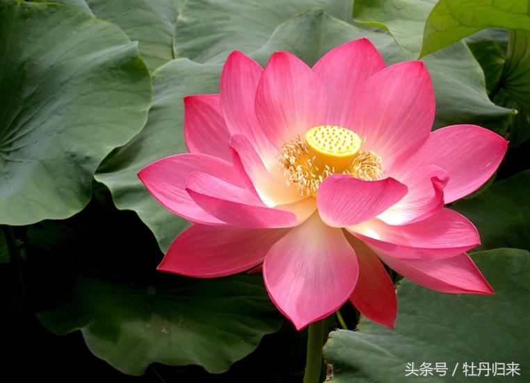 中国的十大国花中有没有彼岸花,十大国花是哪几种花