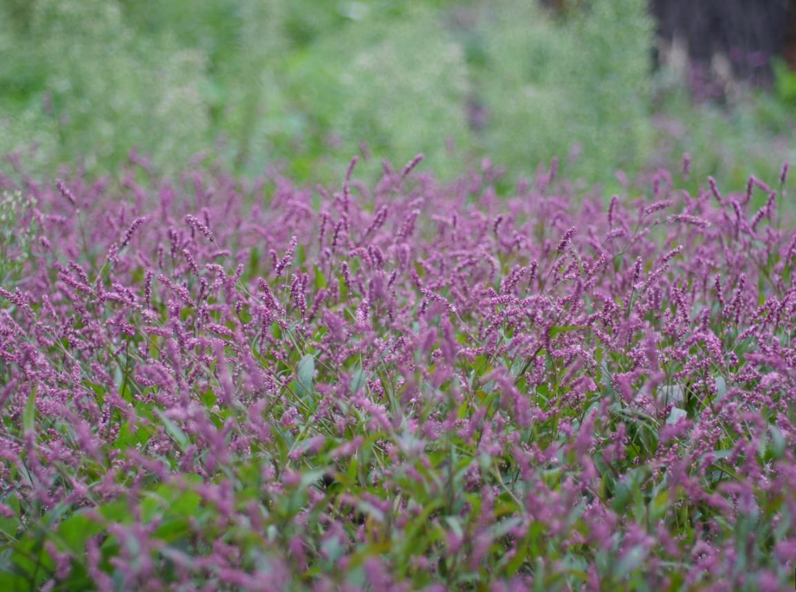 非专业人士推荐相机,非专业相机推荐拍风景