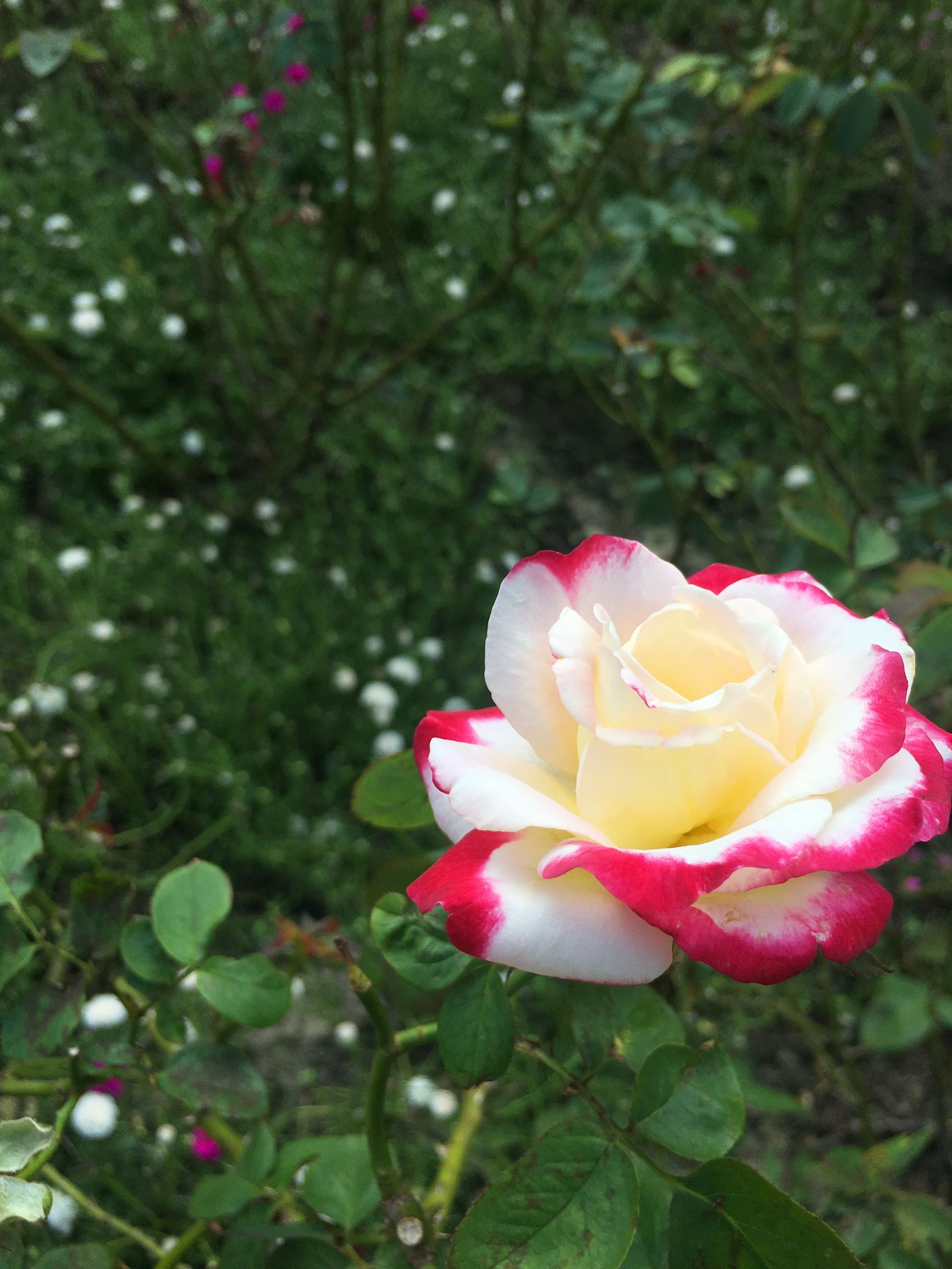 三亚一个来了就不想再来的城市,三亚来了就不想走的城市