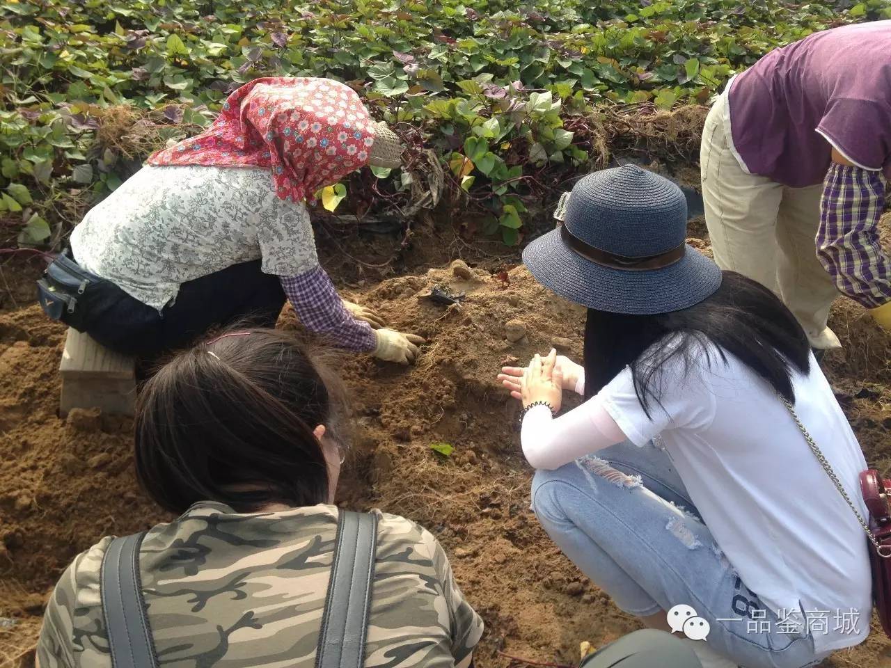 一点红最高档的红薯,正宗南沙一点红紫心红薯