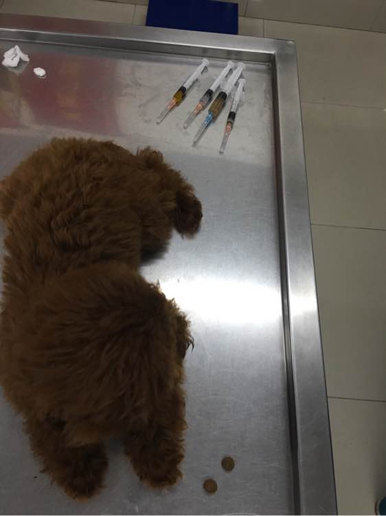 捡到了一个小狗狗宝宝,捡到一只泰迪去宠物医院怎么检查