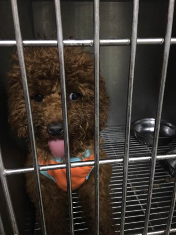 捡到了一个小狗狗宝宝,捡到一只泰迪去宠物医院怎么检查