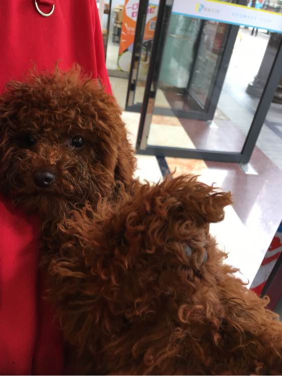 捡到了一个小狗狗宝宝,捡到一只泰迪去宠物医院怎么检查