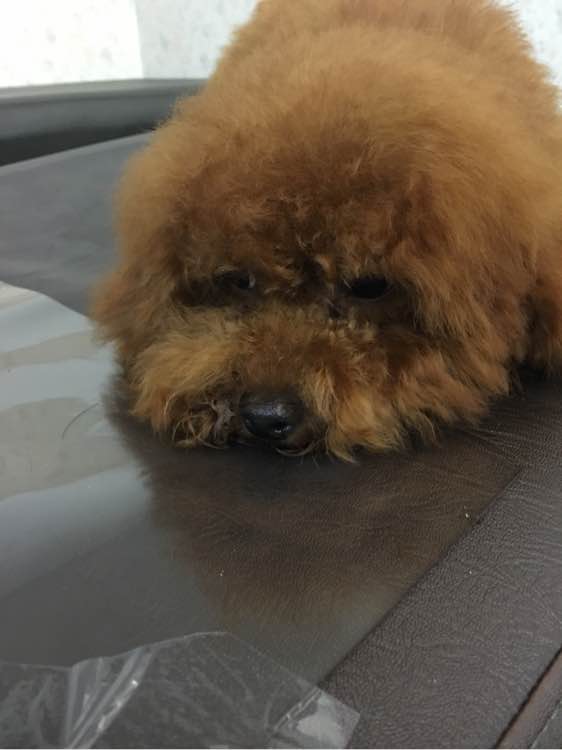 捡到了一个小狗狗宝宝,捡到一只泰迪去宠物医院怎么检查