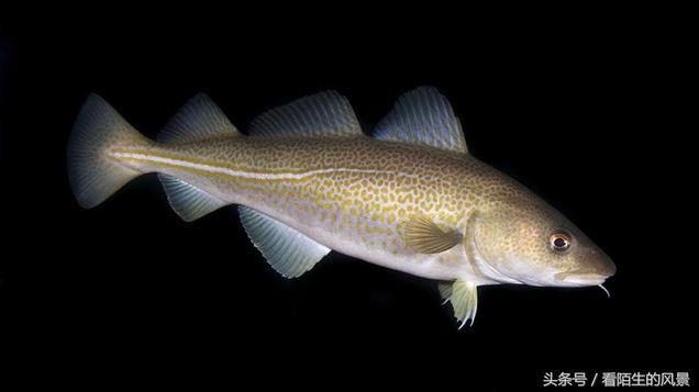 中国的代表鱼,各个国家的鱼是什么样子