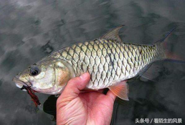 中国的代表鱼,各个国家的鱼是什么样子