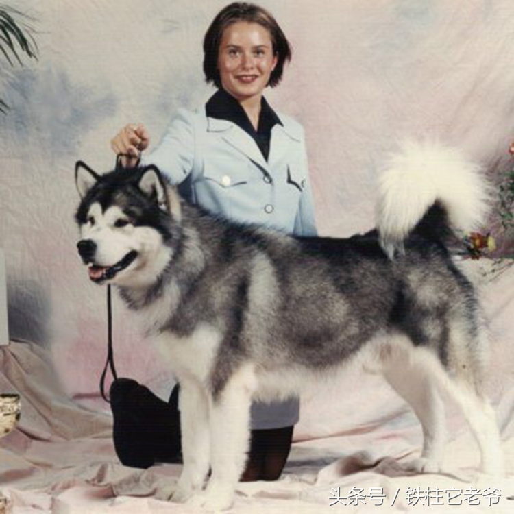 最快上车的阿拉斯加,来不及了快上车配音