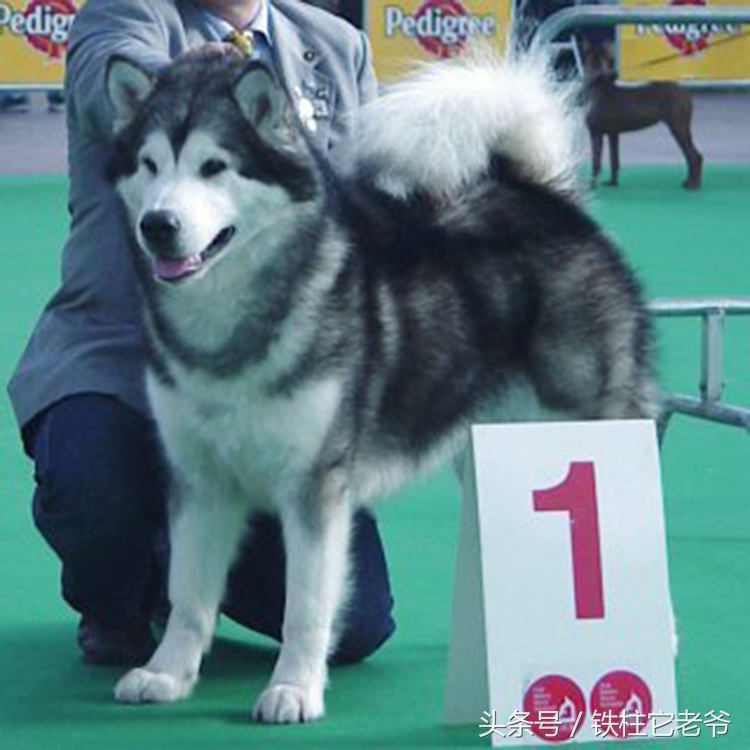 最快上车的阿拉斯加,来不及了快上车配音