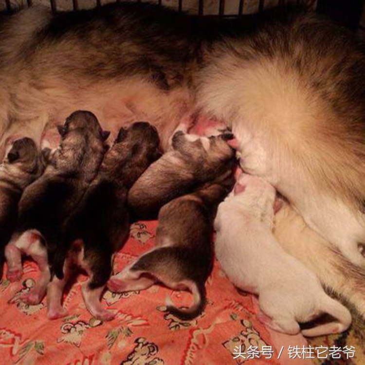 最快上车的阿拉斯加,来不及了快上车配音