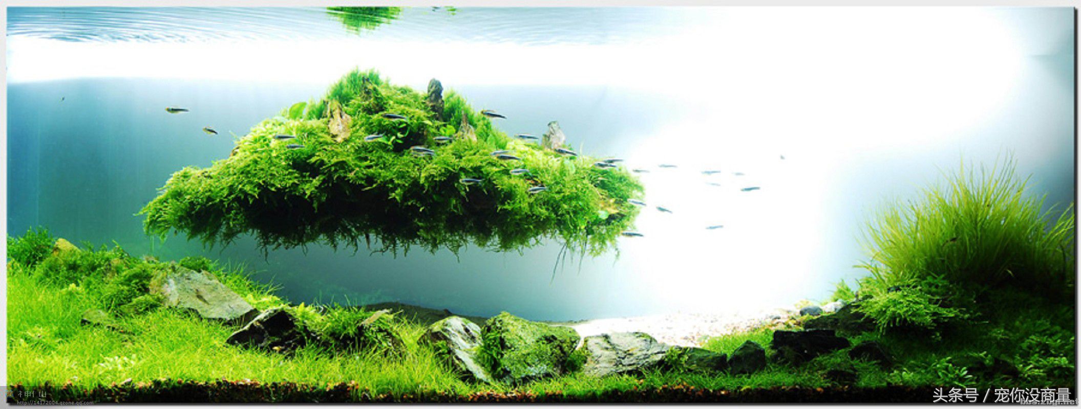 黑壳虾能活水晶虾活不了,养水晶虾不翻缸行不行