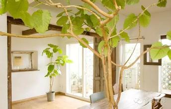 如何净化新房苯,如何给新房快速除甲醛