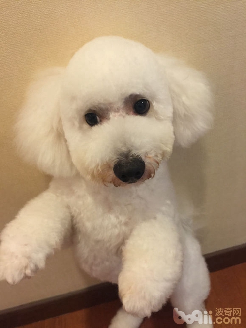 自己在家给比熊犬美容,带比熊去美容