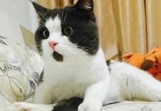 资生堂必买精华排行榜,资生堂十大必买口红