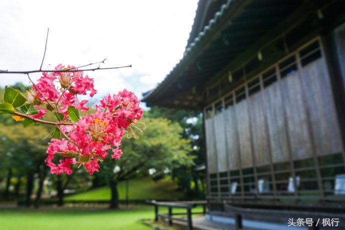 酷ma萌陪伴机器人熊本熊,酷ma萌和熊本熊