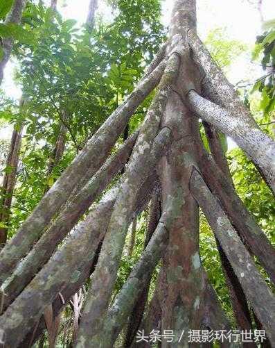 会行走的棕榈树走路视频,棕榈树一般能长到几米