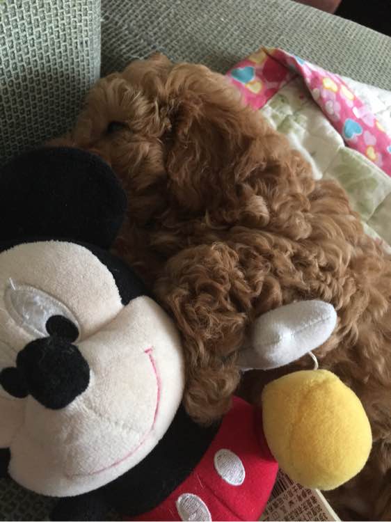 两个月泰迪几天能学会定点上厕所,我家泰迪狗特别爱喝水