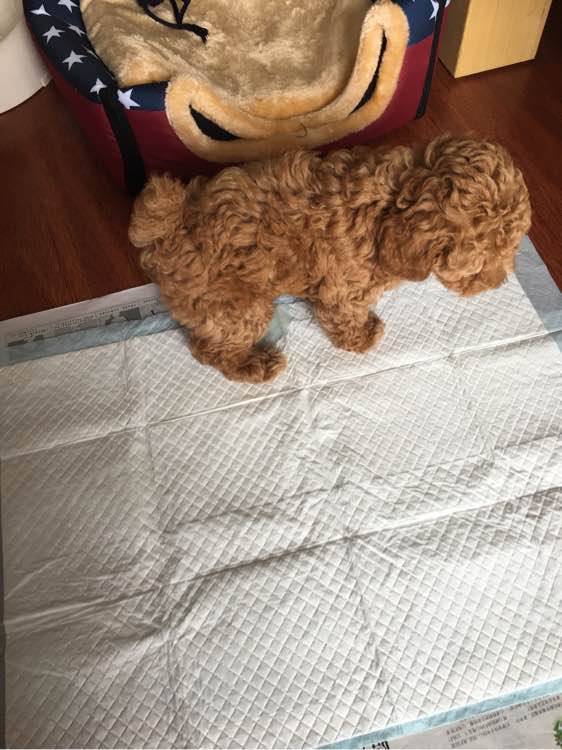 两个月泰迪几天能学会定点上厕所,我家泰迪狗特别爱喝水