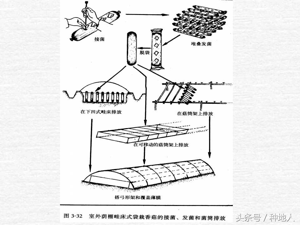 香菇栽培实用技术教案,屋顶香菇栽培