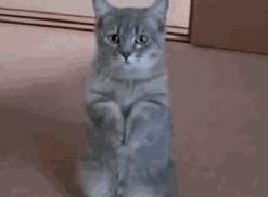 猫咪适合吃什么猫粮,猫粮品种推荐图片