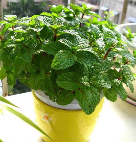 家里养的薄荷怎么吃,养的薄荷能做什么