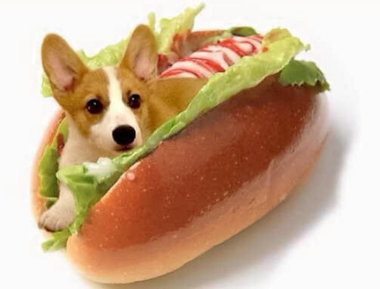 小柯基小时候的样子和长大的样子,还没长大的小柯基