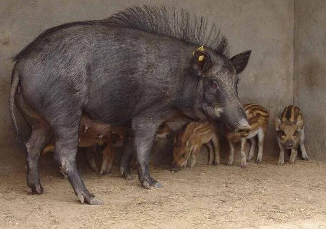 野猪这么好养为什么不养野猪,养野猪风险大不大